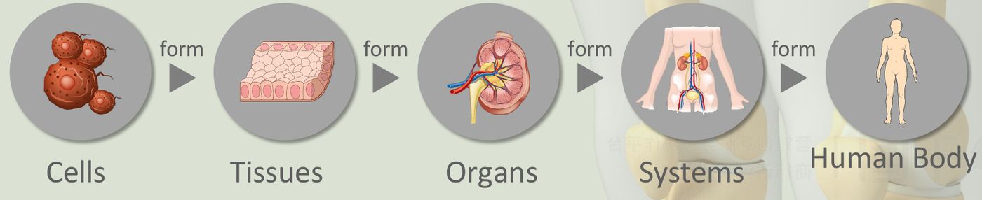 Diagram: celler bildar vävnader, vävnader bildar organ, organ bildar organsystem och organsystemen bildar människokroppen